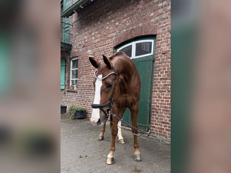 Westphalian Gelding 8 years 17,1 hh Chestnut in Remscheid