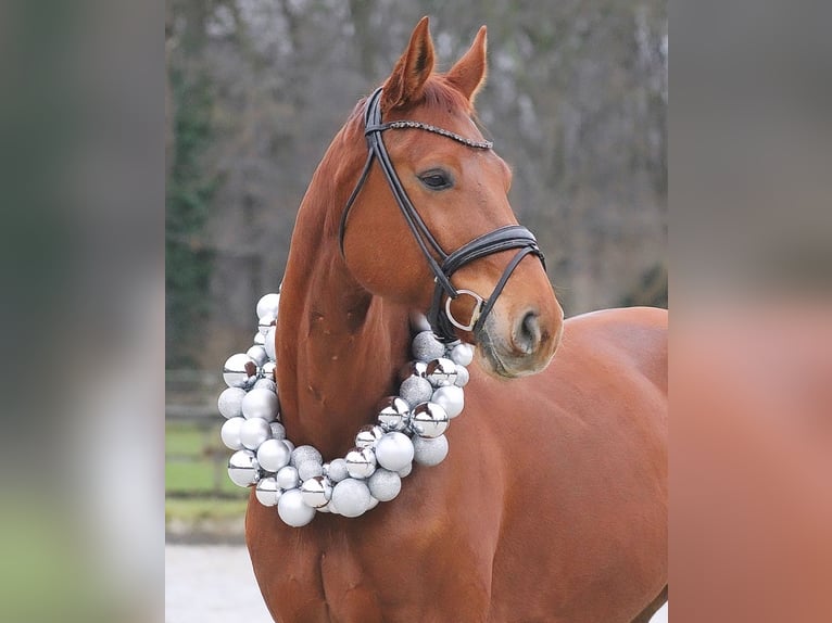 Westphalian Gelding 8 years 17,1 hh in Düsseldorf Westphalian Gelding 8 years 17,1 hh in Düsseldorf