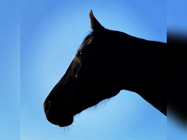 Westphalian Gelding 8 years 18 hh Black in Borken