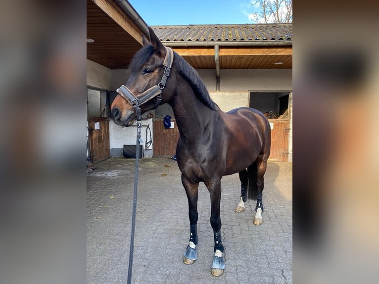 Westphalian Gelding 8 years Bay-Dark in Bonefeld