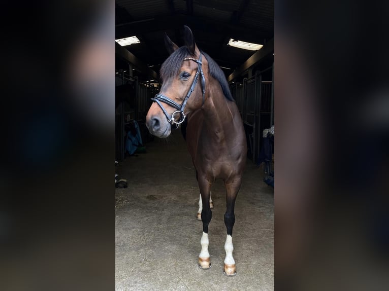 Westphalian Gelding 8 years Bay-Dark in Bonefeld