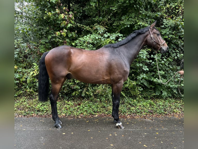 Westphalian Gelding 8 years in Murg
