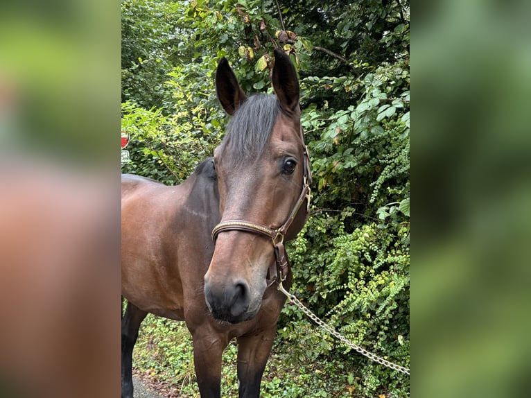 Westphalian Gelding 8 years in Murg