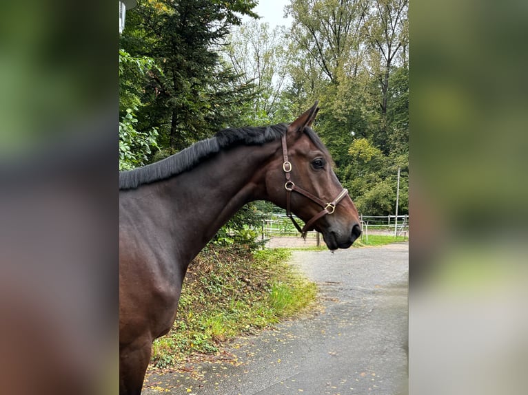 Westphalian Gelding 8 years in Murg