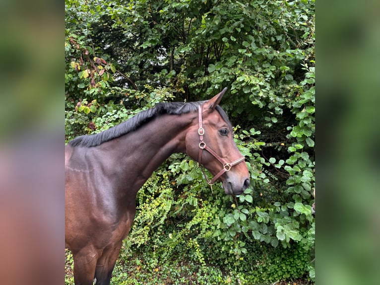 Westphalian Gelding 8 years in Murg