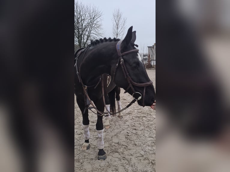 Westphalian Gelding 9 years 16.1 hh Black in Šamorín