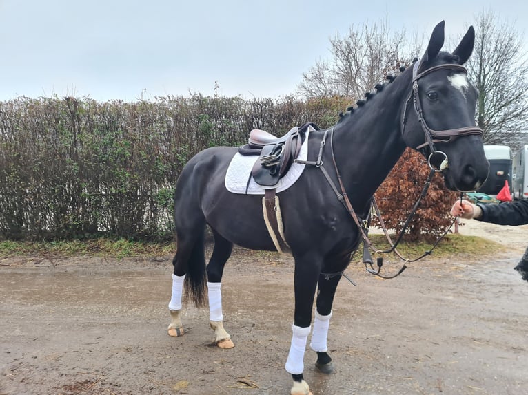 Westphalian Gelding 9 years 16.1 hh Black in Šamorín