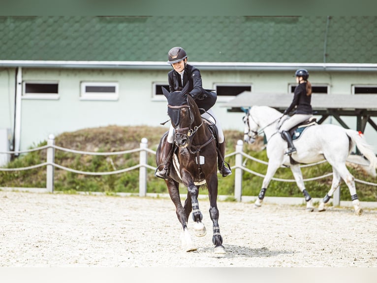 Westphalian Gelding 9 years 16.1 hh Black in Šamorín