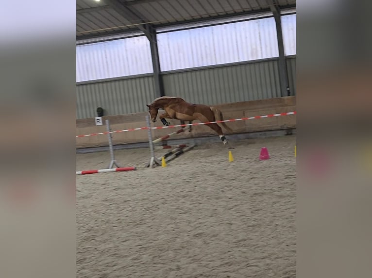 Westphalian Gelding 9 years 16.1 hh Chestnut-Red in Babenhausen
