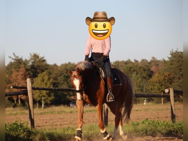 Westphalian Gelding 9 years 16.1 hh Chestnut-Red in Babenhausen