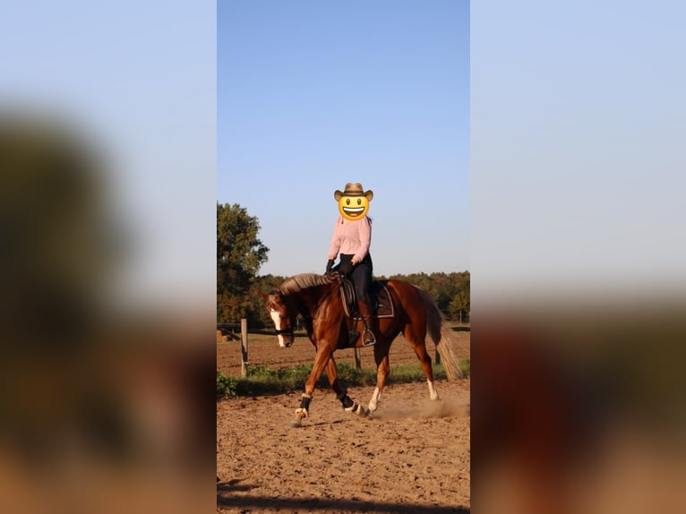 Westphalian Gelding 9 years 16.1 hh Chestnut-Red in Babenhausen