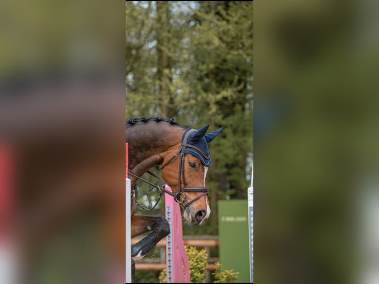 Westphalian Gelding 9 years 16,2 hh Bay-Dark in Rietberg