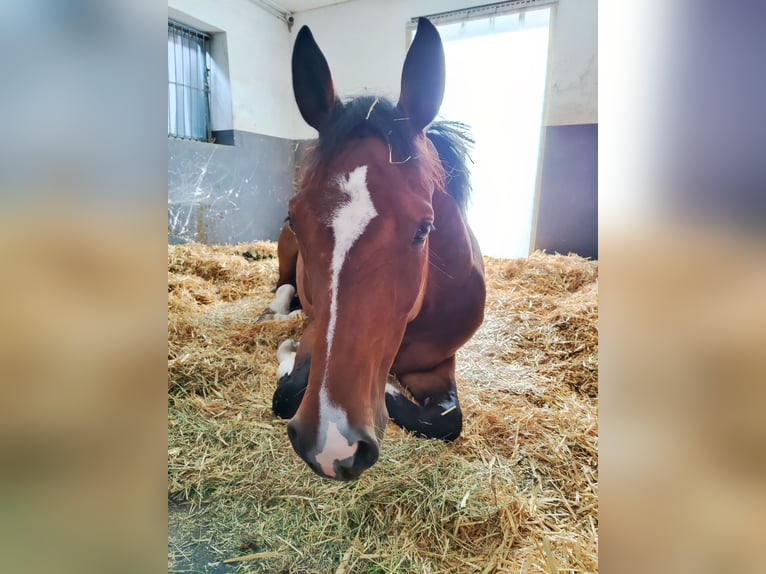 Westphalian Gelding 9 years 16,2 hh Bay-Dark in Rietberg