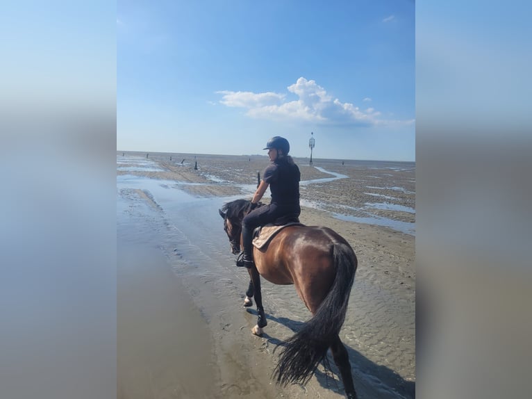 Westphalian Gelding 9 years 16,2 hh Bay-Dark in Rietberg