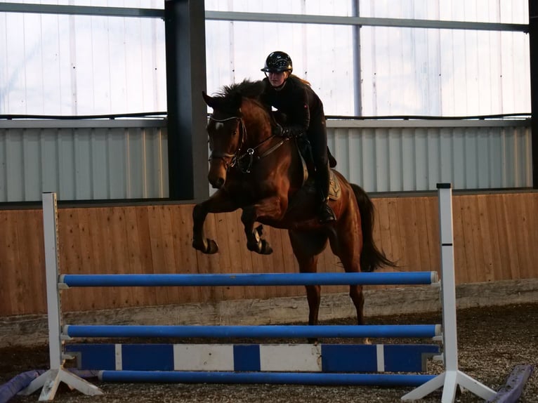 Westphalian Gelding 9 years 16.2 hh Brown in Bramsche