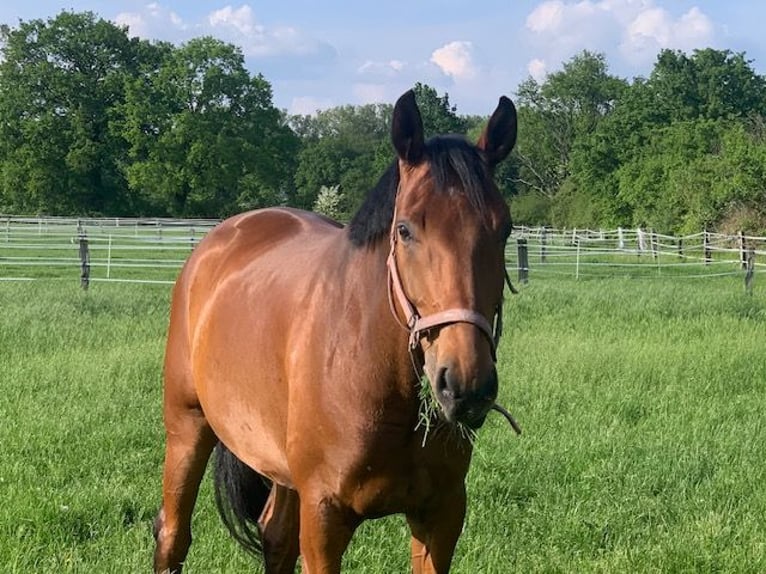 Westphalian Gelding 9 years 16,2 hh Brown in Münster