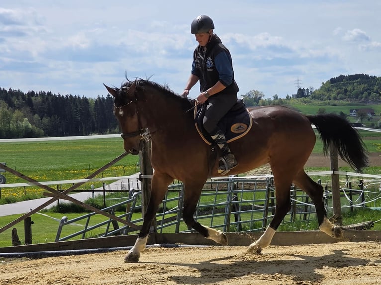 Westphalian Gelding 9 years 16.2 hh Brown in Graltshausen