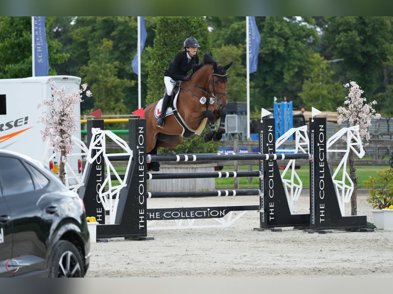 Westphalian Gelding 9 years 16,2 hh Brown in Nidda