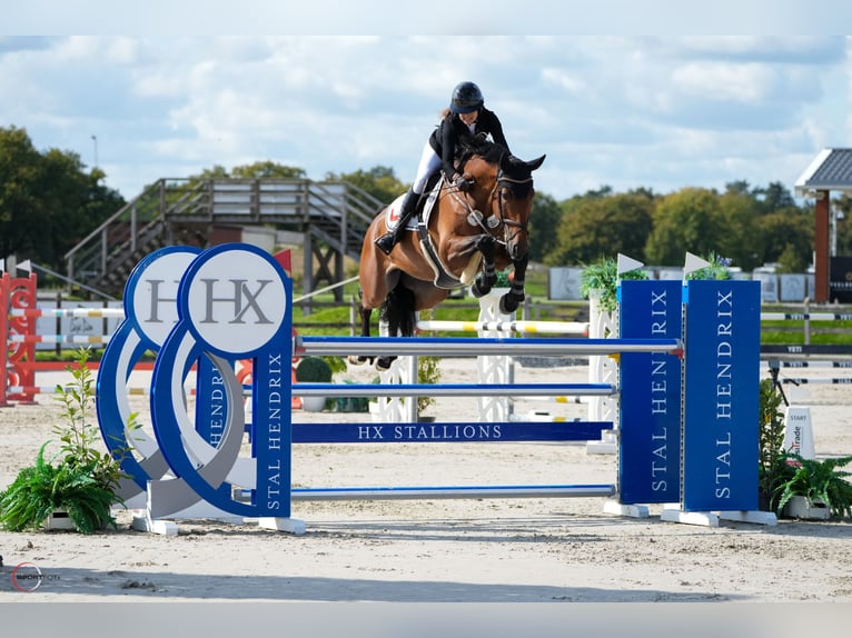 Westphalian Gelding 9 years 16,2 hh Brown in Nidda