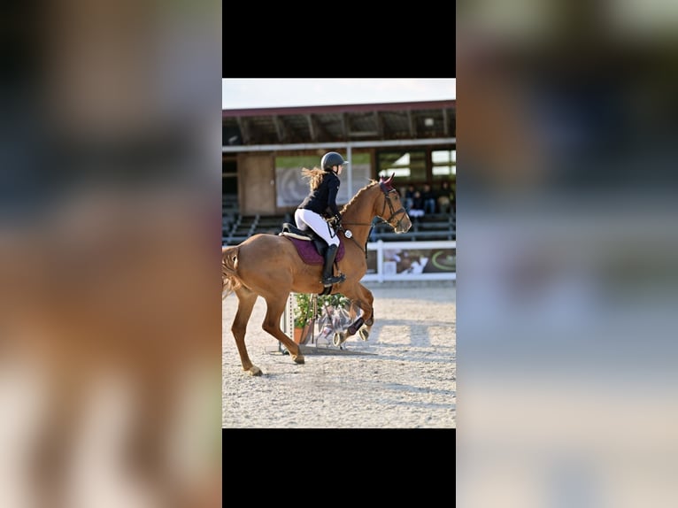 Westphalian Gelding 9 years 16.2 hh Chestnut-Red in Babenhausen