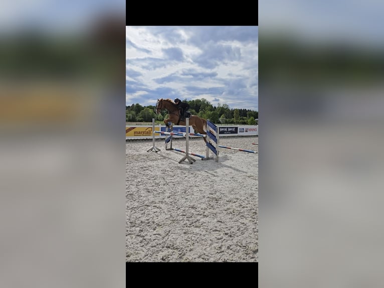 Westphalian Gelding 9 years 16.2 hh Chestnut-Red in Babenhausen