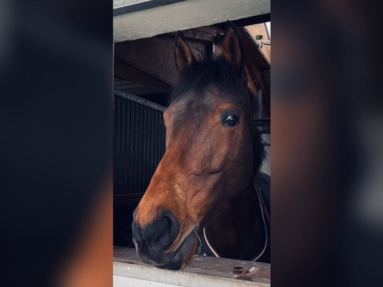 Westphalian Gelding 9 years 16,3 hh Brown in Hamburg Hoheluft-Ost