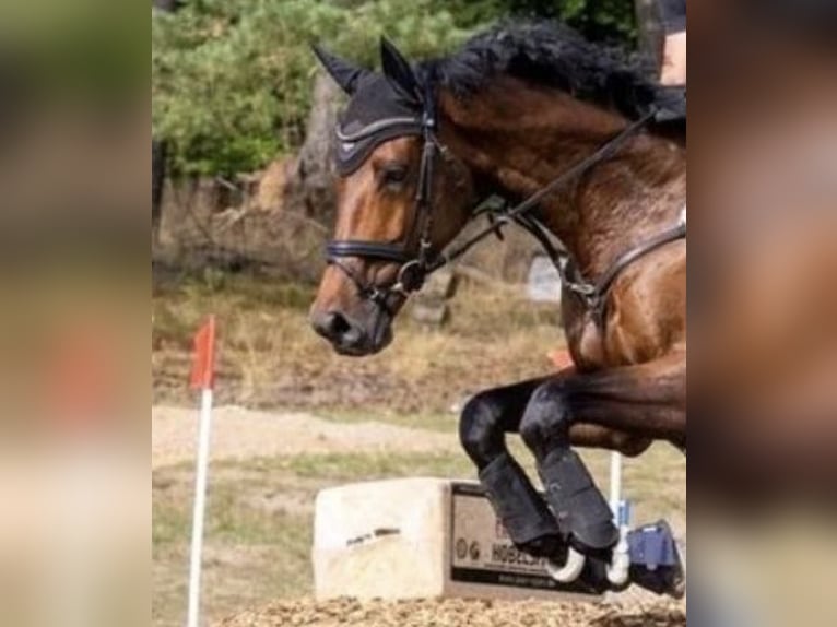 Westphalian Gelding 9 years 16,3 hh Brown in Hamburg Hoheluft-Ost