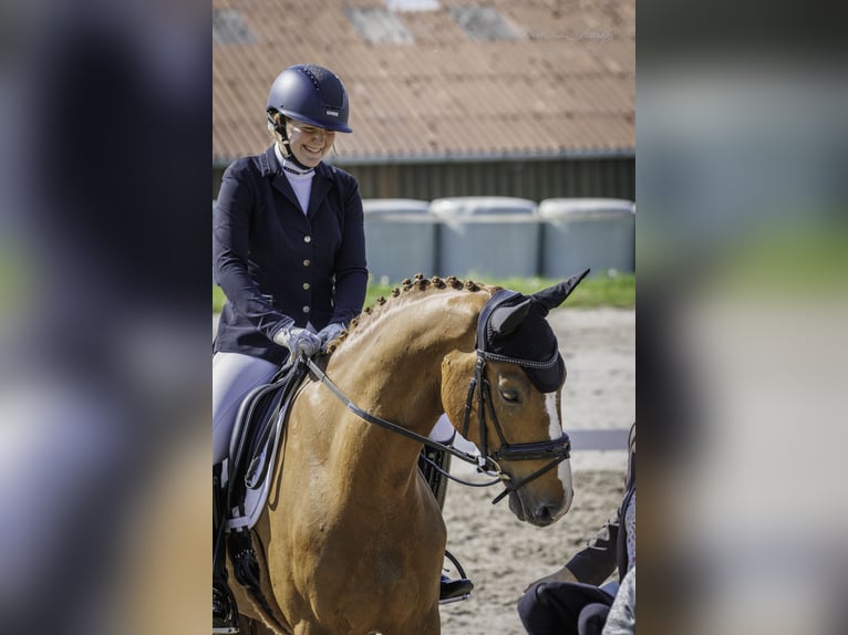 Westphalian Gelding 9 years 16,3 hh Chestnut-Red in Bad Wildungen