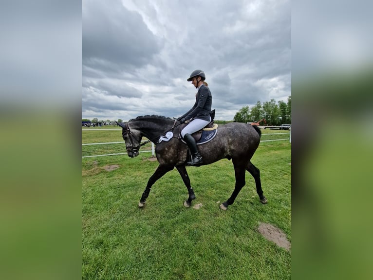 Westphalian Gelding 9 years 16.3 hh Grey-Dapple in Lütetsburg