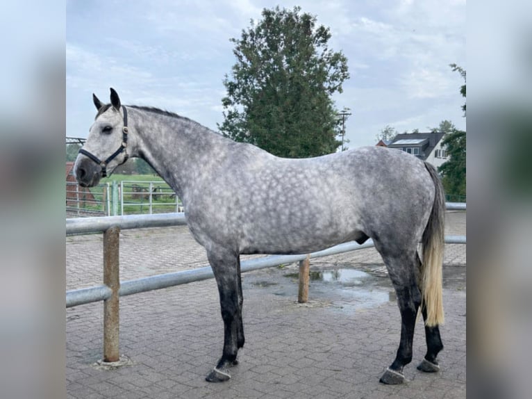 Westphalian Gelding 9 years 16.3 hh Grey-Dapple in Lütetsburg
