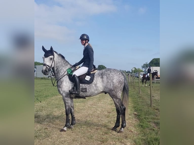 Westphalian Gelding 9 years 16.3 hh Grey-Dapple in Lütetsburg
