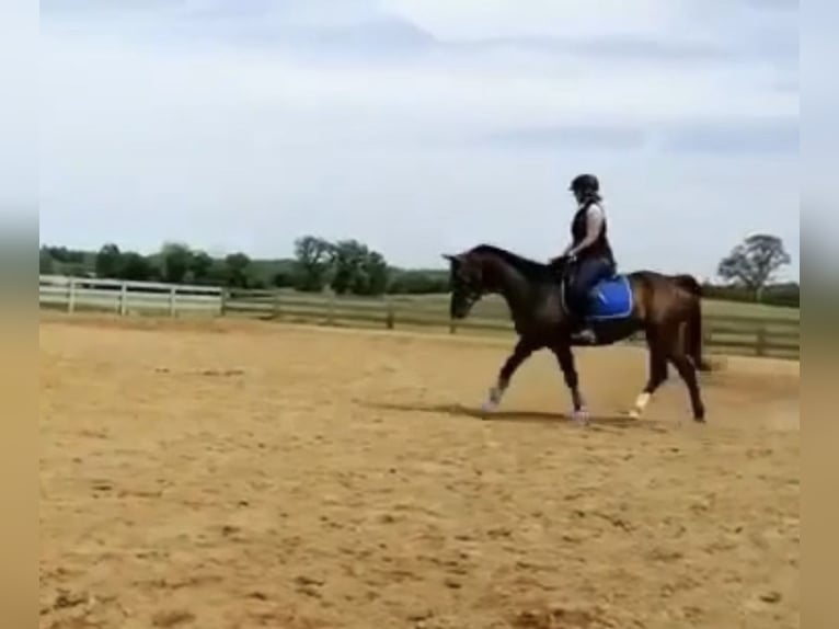 Westphalian Gelding 9 years 16 hh Bay in Aguilar, CO