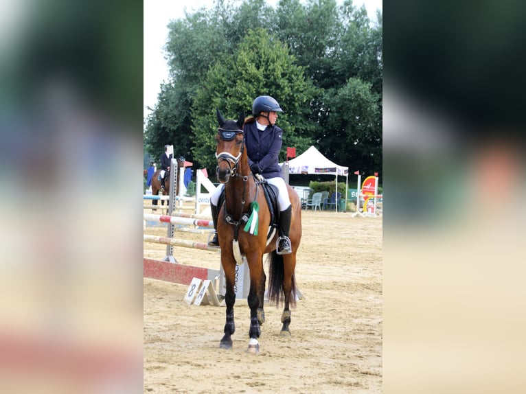 Westphalian Gelding 9 years 16 hh Brown in Reken
