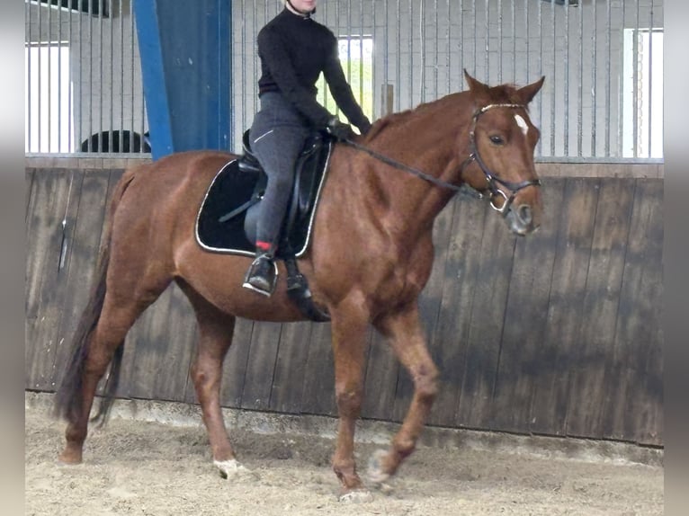 Westphalian Gelding 9 years 16 hh Chestnut-Red in Krummhörn Upleward