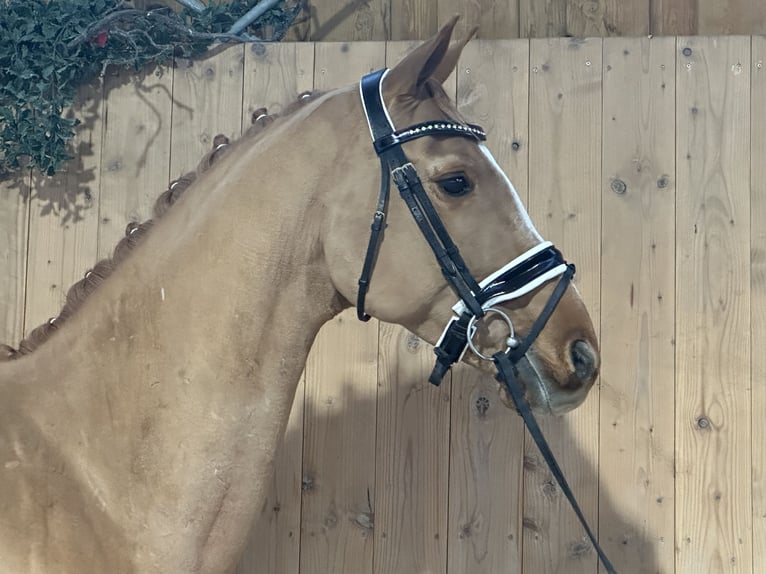 Westphalian Gelding 9 years 16 hh Chestnut-Red in Riedlingen