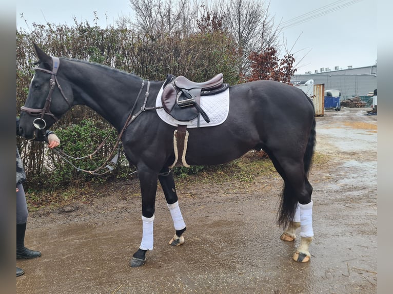 Westphalian Gelding 9 years 16,1 hh Black in Šamorín