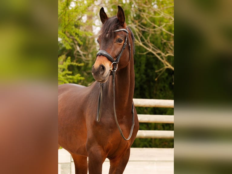 Westphalian Gelding 9 years 16,2 hh Brown in Montbrison