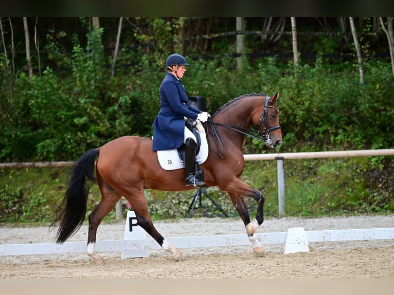 Westphalian Gelding 9 years 16,2 hh Brown in Starnberg
