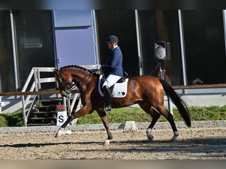Westphalian Gelding 9 years 16,2 hh Brown in Starnberg