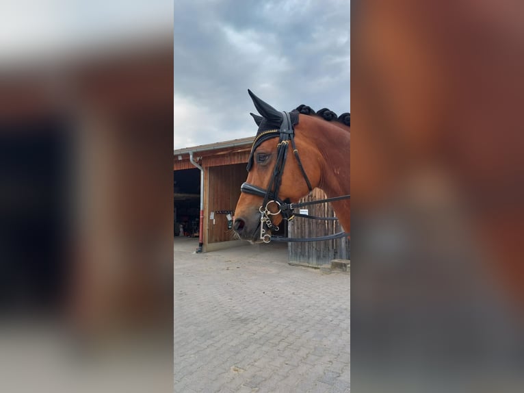 Westphalian Gelding 9 years 16,2 hh Brown in Starnberg