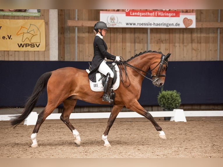 Westphalian Gelding 9 years 16,2 hh Brown in Starnberg