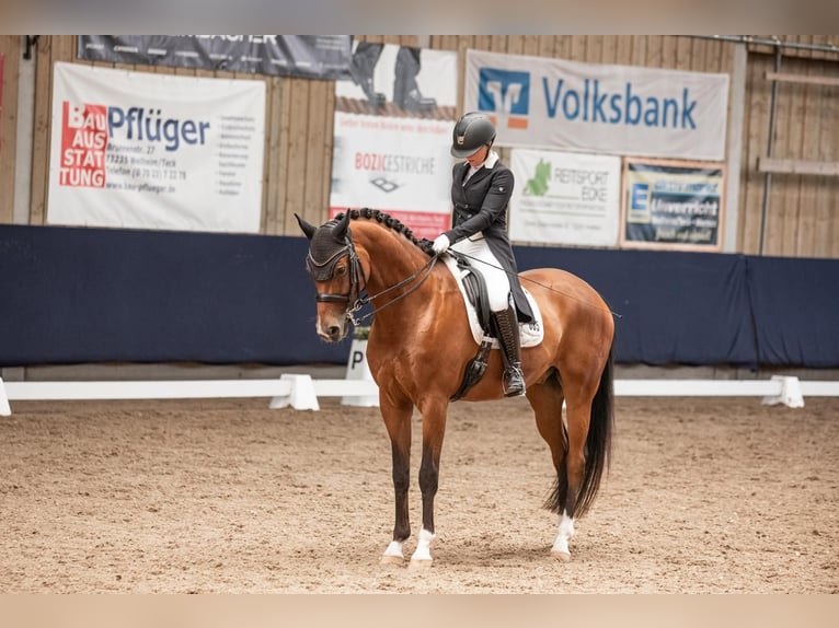 Westphalian Gelding 9 years 16,2 hh Brown in Starnberg