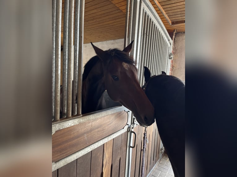 Westphalian Gelding 9 years 16,2 hh Brown in Bramsche