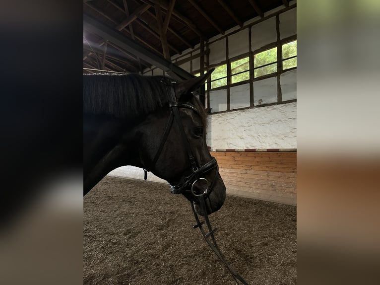 Westphalian Gelding 9 years 16,2 hh Smoky-Black in Bienenb&#xFC;ttelBienenb&#xFC;ttel