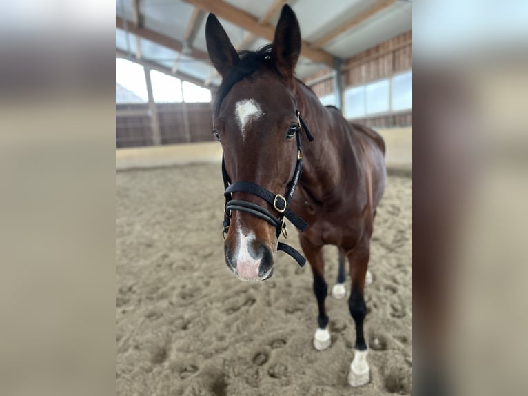 Westphalian Gelding 9 years 16,3 hh Brown in Passau