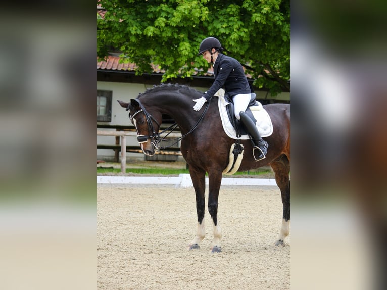 Westphalian Gelding 9 years 16,3 hh Brown in Asbach