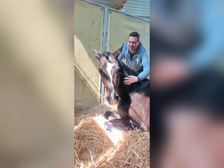 Westphalian Gelding 9 years 16,3 hh Brown in Asbach