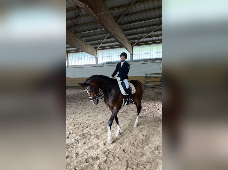 Westphalian Gelding 9 years 16,3 hh Brown in Asbach