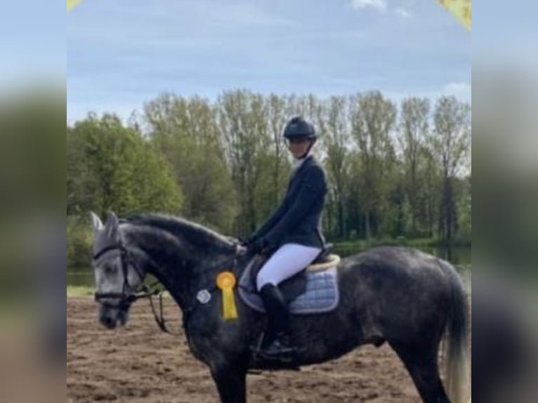 Westphalian Gelding 9 years 16,3 hh Grey-Dapple in Lütetsburg