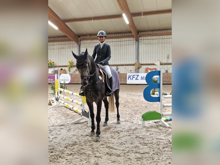 Westphalian Gelding 9 years 16,3 hh Grey-Dapple in Lütetsburg